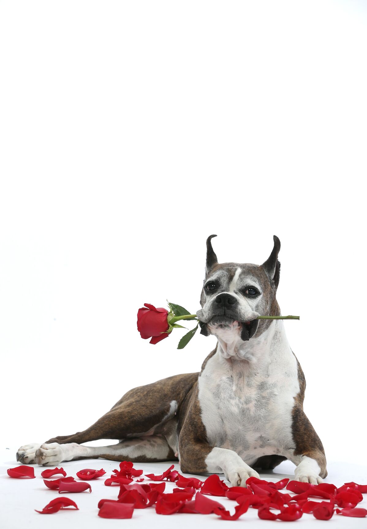 Love Pets TWM